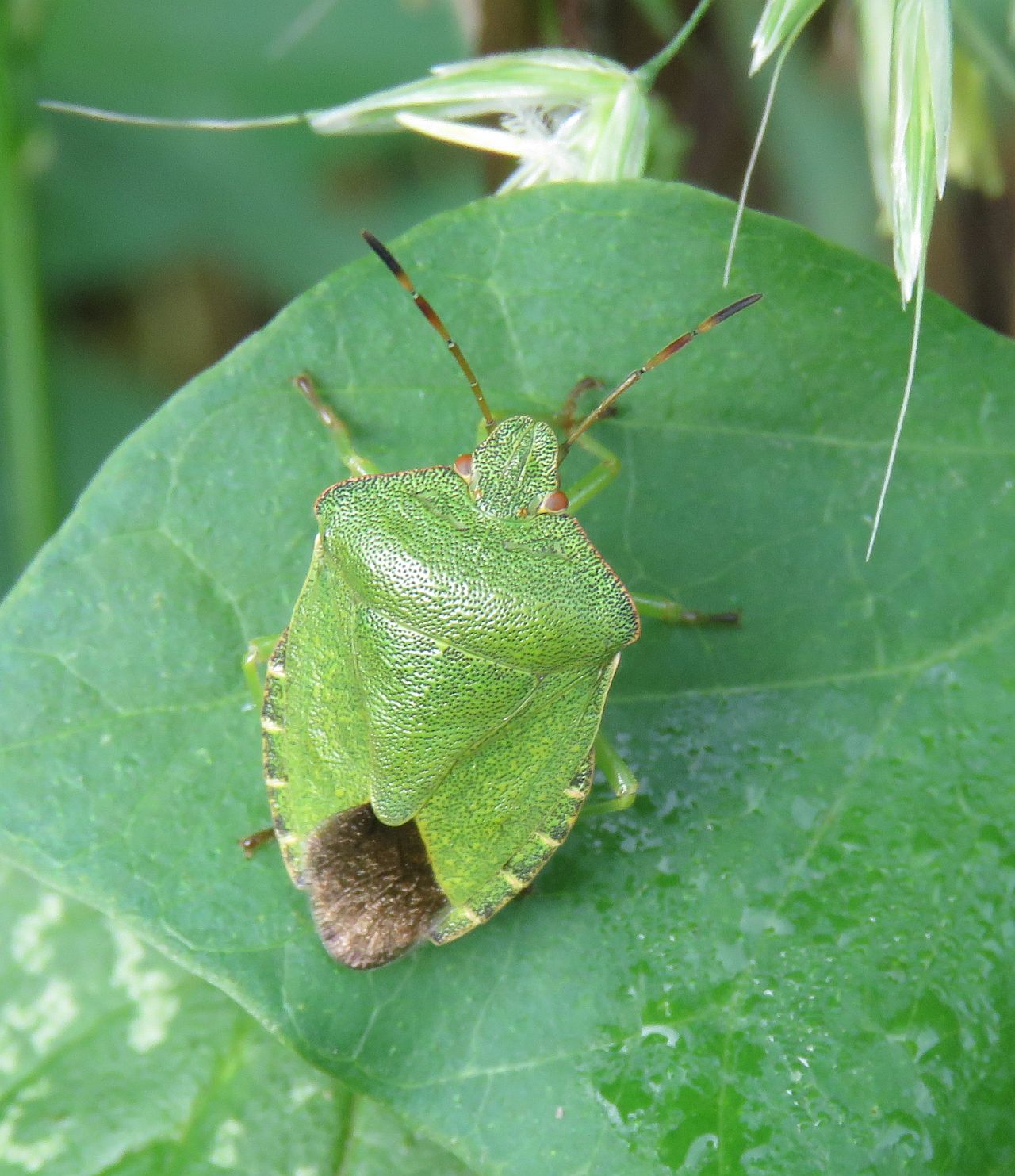  Adult Common Green Shieldbug 